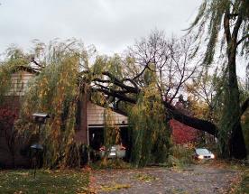 Tree falls on house